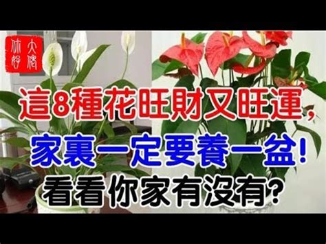 種玫瑰 風水|風水師推薦：玫瑰擺放